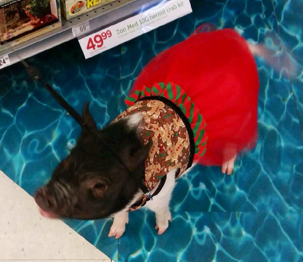 Holiday Gingerbread Dress - Snort Life, Mini Pig Clothes
