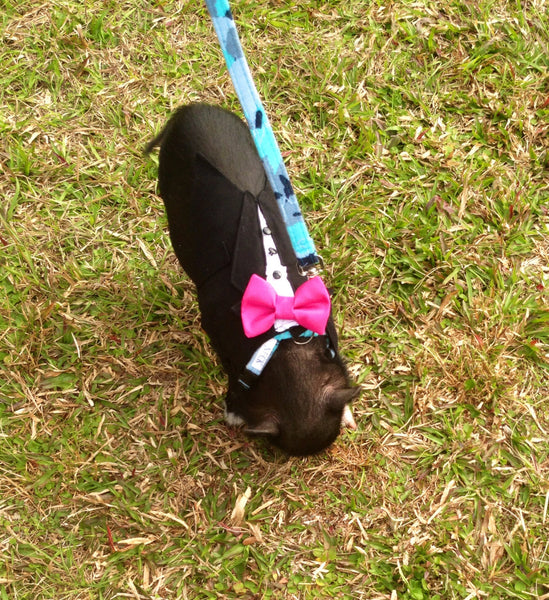 Oinktastic Charcoal Tuxedo - Snort Life - 2