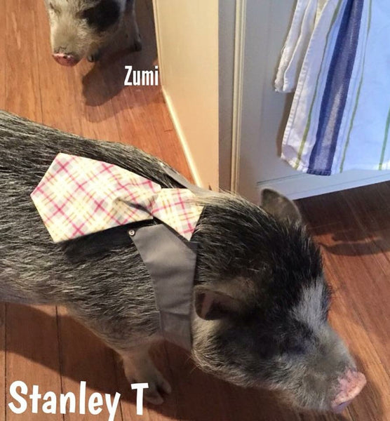 Mr Monster Mash Necktie Collar Set - Snort Life, Mini Pig Clothes