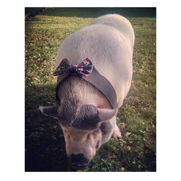 Holiday Variety Bow Ties & Shirt Collar Set - Snort Life - 2