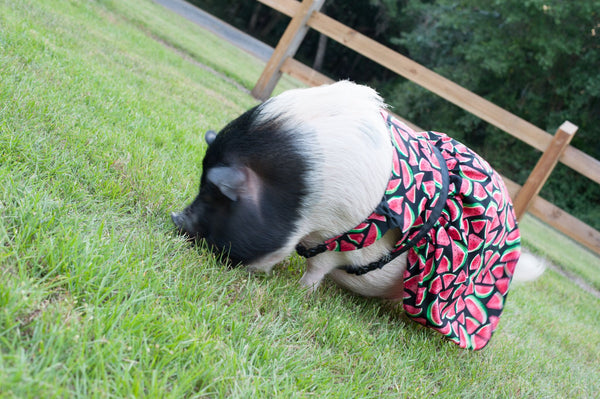 A Slice Of Summer Dress - Snort Life - 1