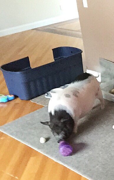 Rosie’s Litter Box Idea 