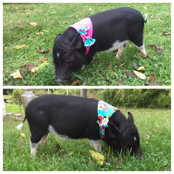 Poppies & Posies Reversible Bow Bandana - Snort Life  - 2