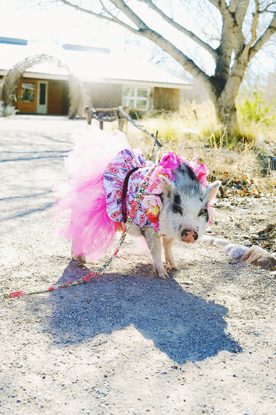 Birds Of A Feather Tutu Dress