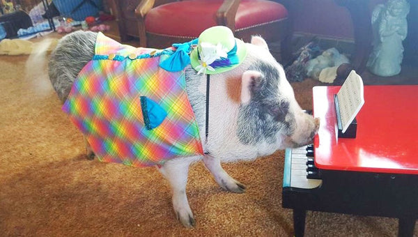 Life Of The Party Bow Tie Vest