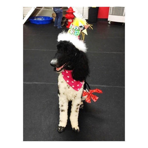 His & Hers Birthday Party Hat