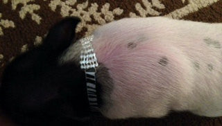 Silver Diamond Rhinestone Necklace - Snort Life, Mini Pig Clothes
