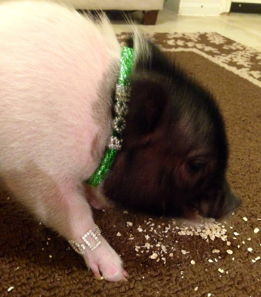 Personalized Name Rhinestone Necklace--Up to 10 letters - Snort Life, Mini Pig Clothes