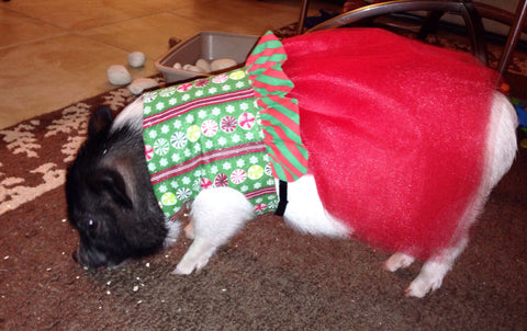 Christmas Candy Dress - Snort Life, Mini Pig Clothes