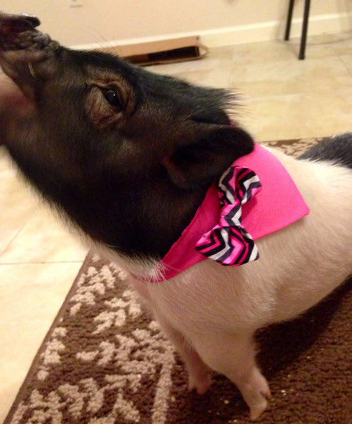 Pink Zig Zag Reversible Bow Bandana - Snort Life, Mini Pig Clothes