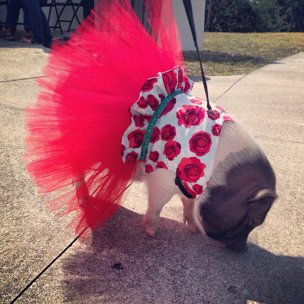 Rosie Red Tutu Dress - Snort Life  - 1