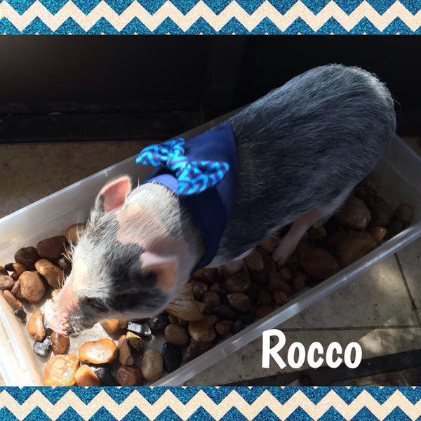 JT Reversible Bow Tie Bandana - Snort Life, Mini Pig Clothes
