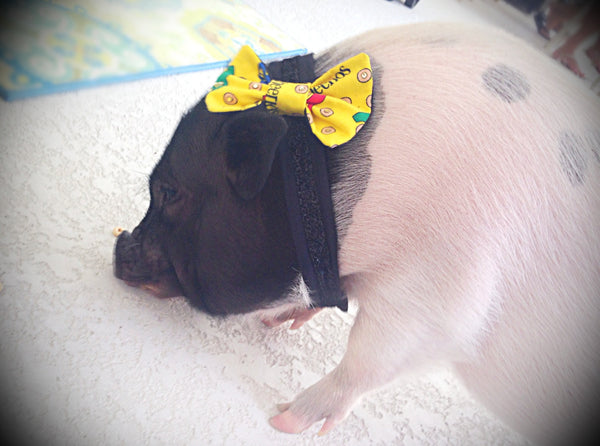 Hers Cheerios Rhinestoned Bow Collar - Snort Life, Mini Pig Clothes