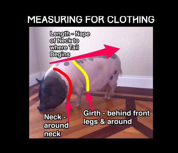 Mr Monster Mash Necktie Collar Set - Snort Life, Mini Pig Clothes