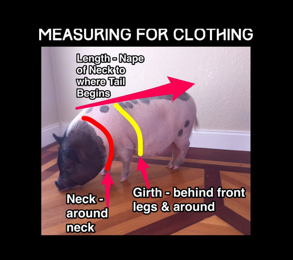 Black Tie Event Shirt Collar Bow Tie Set - Snort Life, Mini Pig Clothes