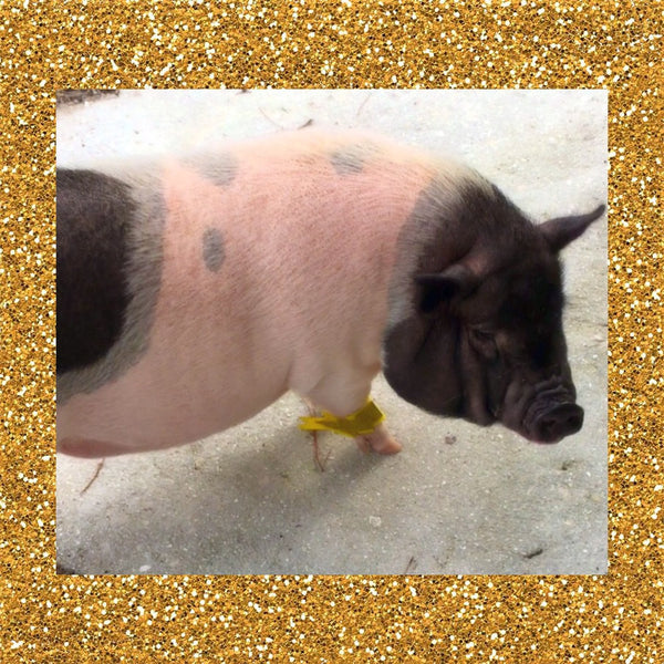 Pig Zoomie Speed Cuffs - Snort Life, Mini Pig Clothes