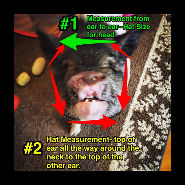 Holiday Elf Hat W/ Ears - Snort Life, Mini Pig Clothes