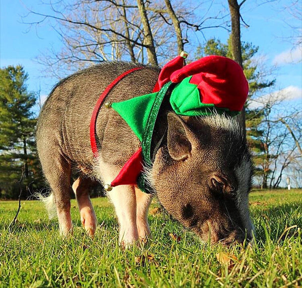 Holiday Elf Collar - Snort Life  - 2