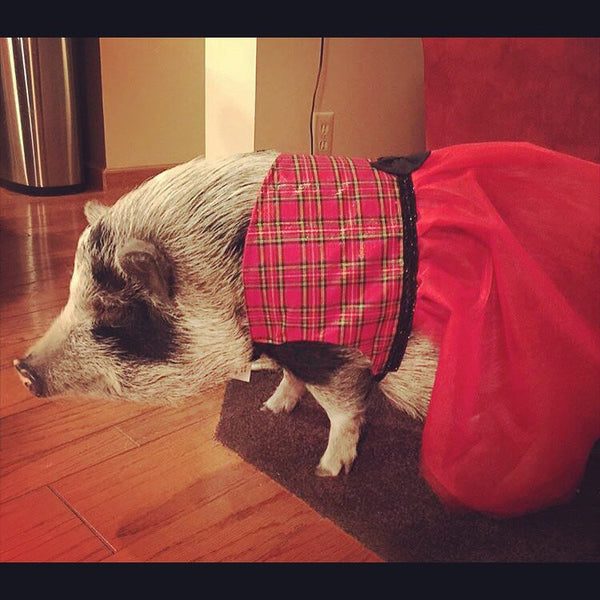 All Wrapped For Christmas Dress - Snort Life  - 3