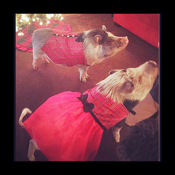 All Wrapped For Christmas Dress - Snort Life  - 4