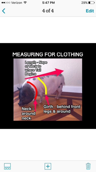 Sugar Plum Fairy Collar - Snort Life, Mini Pig Clothes