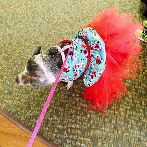 Rosie Red Tutu Dress - Snort Life  - 2
