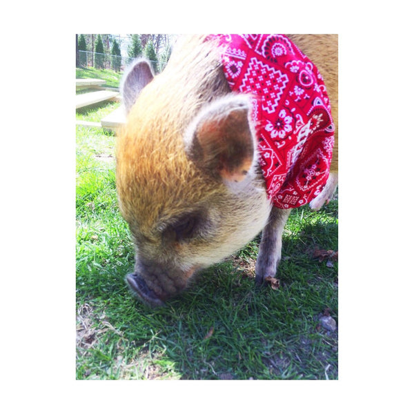 His & Hers Personalized Name Bandana--Ties At Neck - Snort Life  - 2