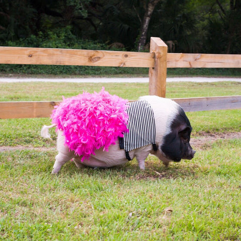 My Little Diva Dress - Snort Life  - 1