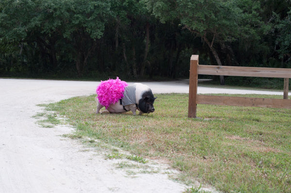 My Little Diva Dress - Snort Life  - 7