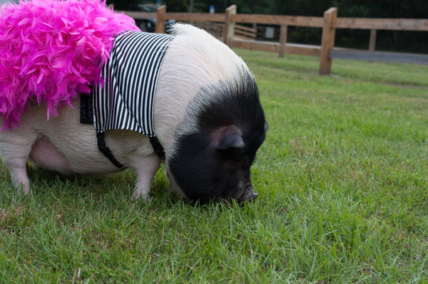 My Little Diva Dress - Snort Life  - 6
