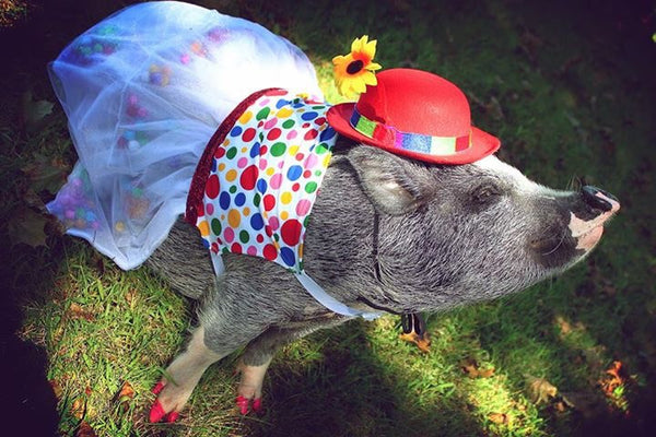 Clown'N Around Bubble Dress - Snort Life  - 1