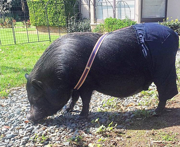 His & Hers Suspender Pants - Snort Life  - mini pig clothes